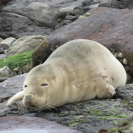 The Cinder Track Hideaway דירה וויטבי