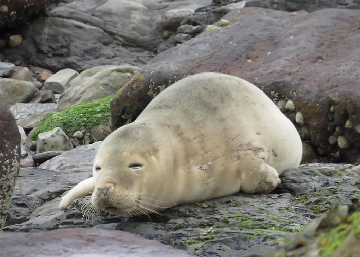 The Cinder Track Hideaway דירה וויטבי